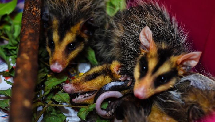  IAT alerta para preservação da fauna silvestre durante período reprodutivo das espécies